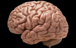 Brain rot